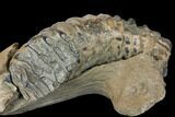 Southern Mammoth Partial Mandible with M Molar - Hungary #149835-2